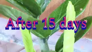 The nature Magic in the growth of a ZZplant #ytshorts #shorts #plants #beatifulnature #krotoncorer