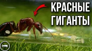 РАСПАКОВКА ПОСЫЛКИ // МУРАВЬИ ИЗ УЗБЕКИСТАНА // AntKeeper