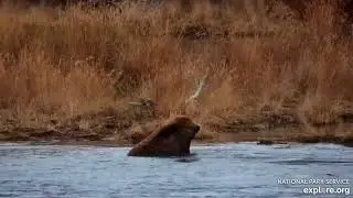 602 the Subearine Scores Fish After Fish 🐟 on the Lower River (explore.org KRV cam) 10.19.25