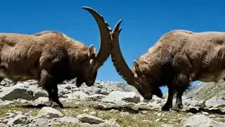 Two male Markhors crashing their spiral horns together in a fight | #markhor #ibex #wildlife #shots
