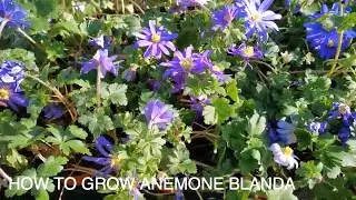How to Grow Anemone Blanda