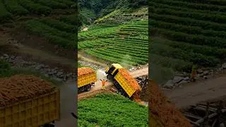 🚛🥕Overloaded Carrot Truck Collapses Wooden Bridge | Unbelievable Farm Disaster #viralvideo