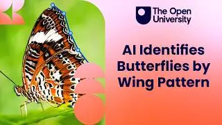 Using AI and machine learning to identify butterflies from their wing patterns