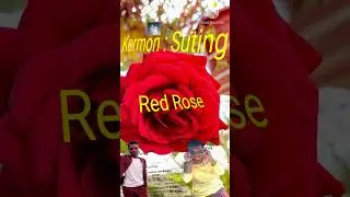 kermon : suting old song