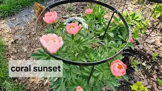 Coral sunset peony