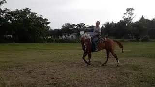 Clinica Cambios De Mano Al Galope