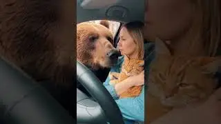Giant Bear Kisses Woman In Car차 창문으로 들어온 거대 곰의 입맞춤