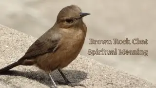 Brown Rock Chat Spiritual Meaning