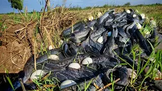 Top video fishing! A fisherwoman catch a lot of catfish and pick duck eggs in the rice field 