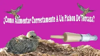 COMO ALIMENTAR A PICHON DE TORCAZA (tres semanas de vida)