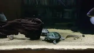 【No.756】オカバンゴハコヨコクビガメ(Pelusios bechuanicus)、ナイルアロワナ(Heterotis niloticus)、クテノポマ(Ctenopoma)