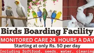 Birds Boarding Facility | Boarding for Birds | Birds & Parrot Boarding Centre | Pet Boarding