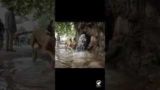 This Dog Found a Magical Tree Fountain! 🌳💦🐕