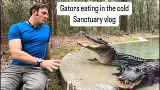 Gators eating in the cold & sanctuary vlog