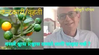 What does benefits of (kantkari/ brihati) solanum Indicaum ? बृहतीको नामको जरीबूटी बारे जान्नुहोस ।