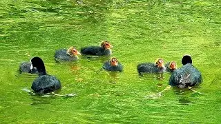 Coot With 3 Chicks And Nest in Dangerous Water
