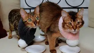 【ベンガルとソマリのおやつレースのはずが   】Cats are soothing videos［みかんとチョコ］
