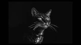 Ambient Music &middot; Cat Purring ASMR &middot; Gentle Brush Sounds
