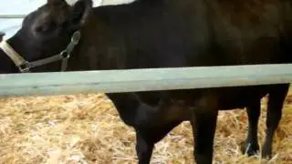 Cow