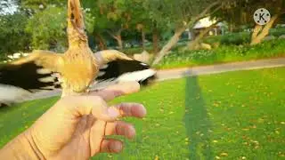 Hoopoes free flight
