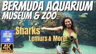 Bermuda Aquarium, Museum & Zoo Walkthrough | Complete 4K Tour