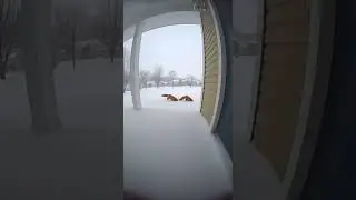 Cute Foxes Caught Playing in the Snow🦊❄️