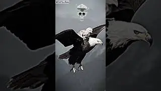 Bird vs Fish vs Snake 🐦🐟🐍