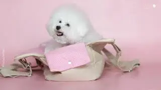Mayo Bichon Frise trying new dog bag