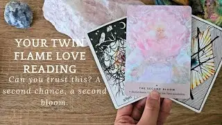 Your Twin Flame Love Reading ~ Can you trust this? A second chance, a second bloom 🌸