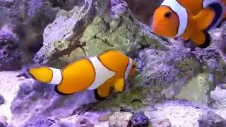 Clownfish Laying eggs/Finding Nemo