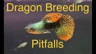 Pitfalls of breeding Dragon Guppies (red, green, blue, purple, dark, ivory, dumbo)