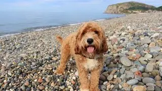 Cute Cavapoo Adventures