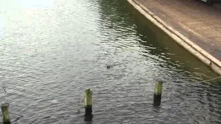 Moorhen nesting co-op
