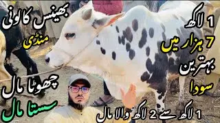 Bhains Colony Mandi Karachi Cattle Rates Update❤️ || 21 February 2026 || Cow Mandi 2026 💫