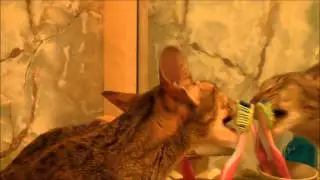 Cat Attacks Toothbrush!