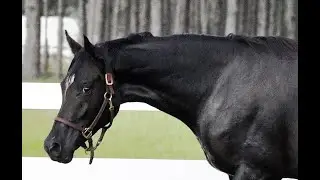 Homozygous black Anglo Arabian filly