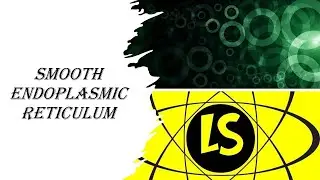 Smooth Endoplasmic Reticulum