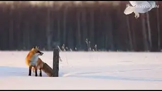 Will the fox catch the owl