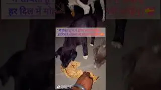 ❤️❤️ भूखे बेजुबान के लिए रोटियां 🐕😻 #viral #dog #animals #shortvideo #trending #ytshorts #love #pet