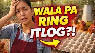 Bakit Hindi Pa Nangitlog ang Ready-to-Lay? Common Beginner Mistakes