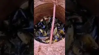 Fish enter the canyon  #realtor #video #real