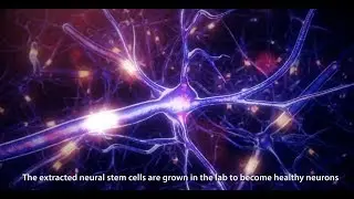 Neural Stem Cells Animation 2017