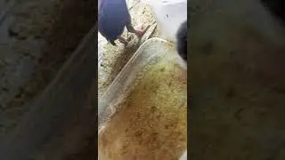 CUTE CHICKS CHIRPING YOUNG CHICKS SO CUTE