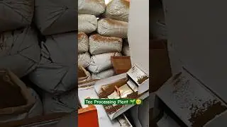 Tea Processing Plant #shorts #short #youtubeshorts