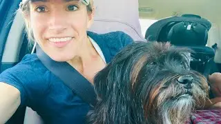 How to Calm Anxious Dog in Car, Dog Car Sicknesses