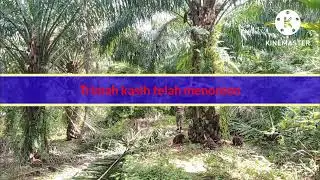 Oan kiak Lao Rai Moris #susar Lao ema rain Karian buka osan