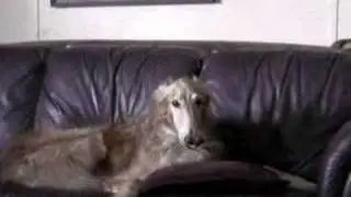 Borzoi Song 1