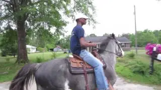 Bleu Demon...TWH Stallion