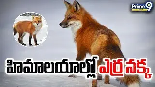 Rare Sighting | హిమాలయాల్లో ఎర్ర నక్క | Himalayan Red Fox Spotted At Zojila Pass, Jammu & Kashmir