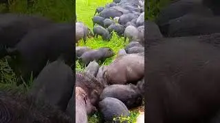cute micro pig mini pig video #shorts